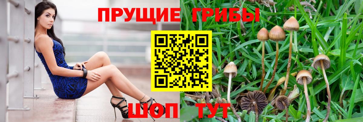 Псилоцибиновые грибы GOLDEN TEACHER  Вход с VPN  Галлюциногенные грибы мицелий  Балтийск 